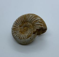 AMMONITE (fossil)